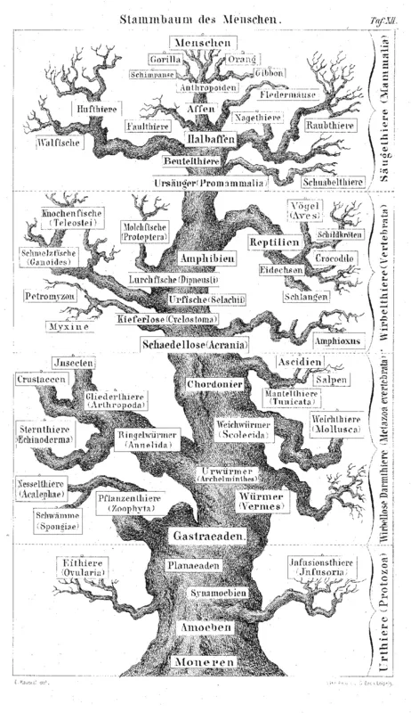 Ernst Haeckel's "Pedigree of Man", 1874, one of the first trees of human descent. Aron Ra's videos teach how living things are related.