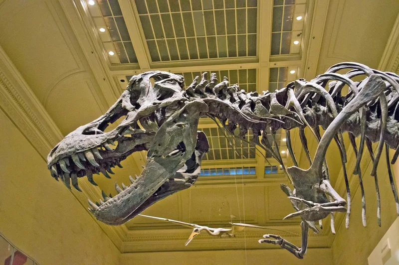 A Tyrannosaurus skeleton at the Smithsonian's National Museum of Natural History, 2013.