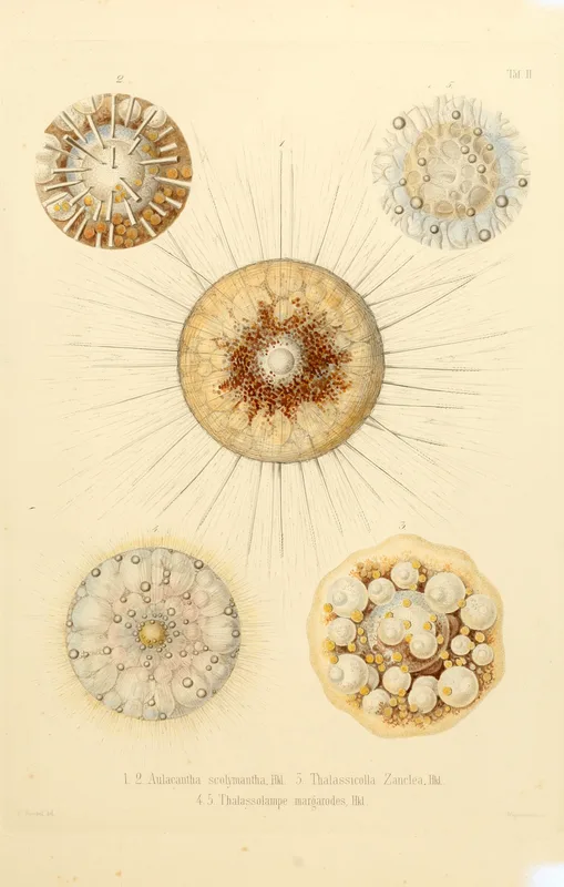 A coloured plate from Haeckel's monograph on the radiolarians, 1862.