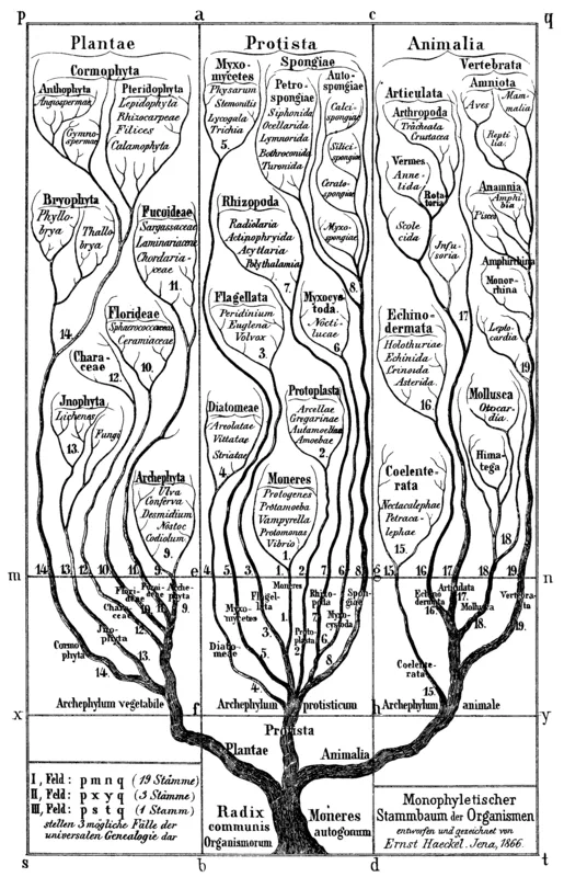 The tree of life from the Generelle Morphologie.