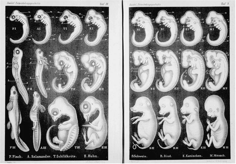 A plate of embryos from Haeckel's Anthropogenie, 1874, the kind of drawing behind the charge of forgery.