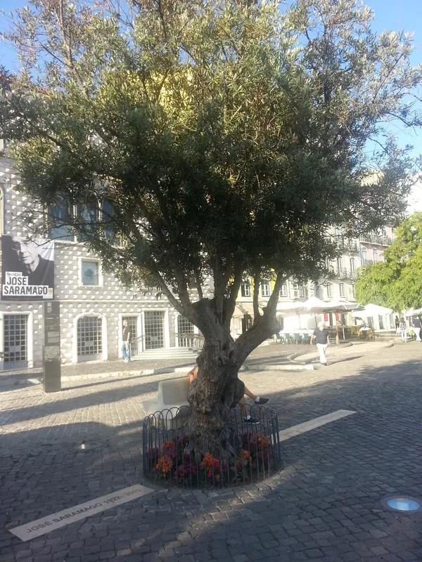 The memorial over Saramago's ashes, beneath an olive tree.