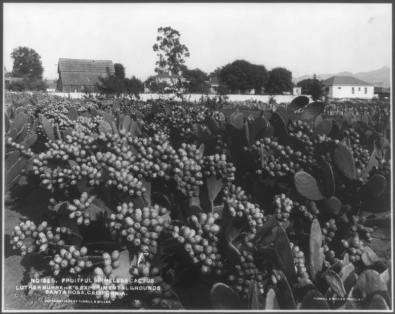 Burbank's spineless cactus at the experimental grounds, 1908.