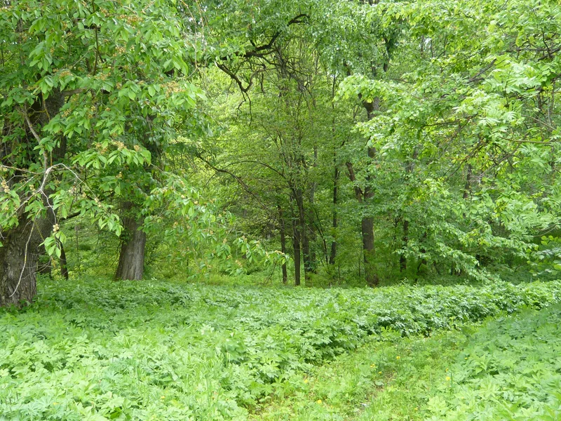 The park at Premukhino, the Bakunin family estate.